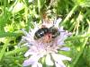 Andrena hattorfiana